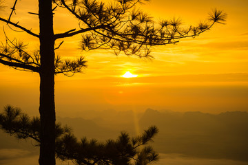Pine forest in golden sunset on the cliff mountain.