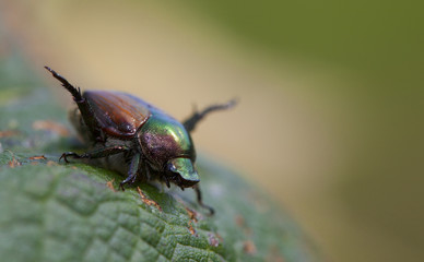 Ugly insect