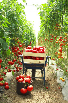 harvesting tomatoes in garden