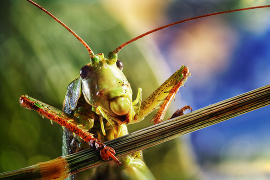 Grasshopper