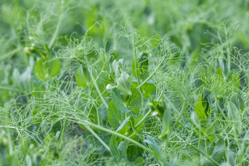 Field with flowering peas, early summer

