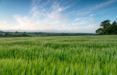 Barley Fields