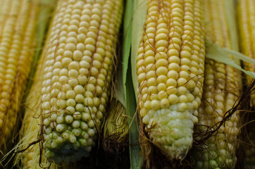 fresh corn with leave