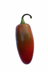 Jalapeno hot (Capsicum annuum Jalapeno). Image of single pepper on white background