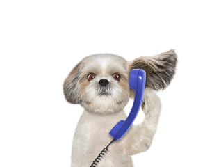dog is talking over the old phone