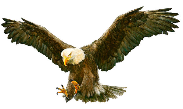 Bald eagle swoop hand draw and paint color on white background vector illustration.