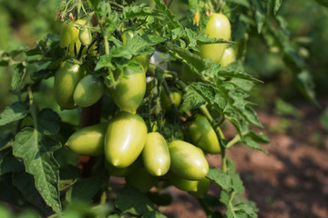 Tomatoes on bush
