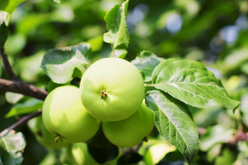 Apple on tree