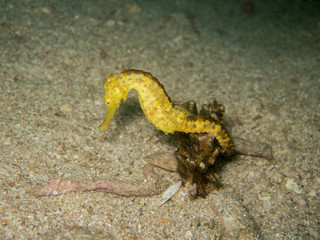 Obraz na płótnie Canvas closed up the yellow seahorse in Myanmar divesite