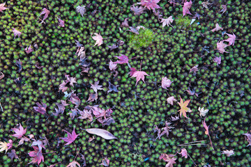 view of maple leaves on a green ground