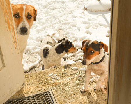 Dog In Winter At The Door