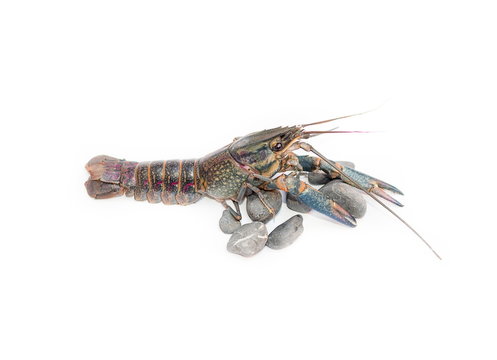 Australian blue crayfish  Cherax  quadricarinatus