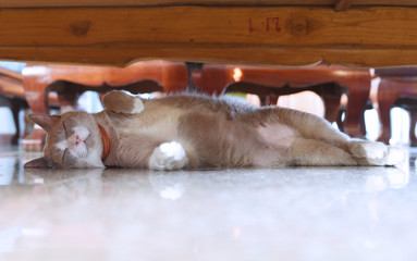 the fatty grey cat is sleeping under table