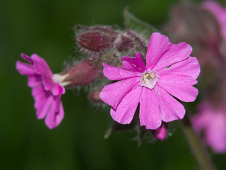 Flor de color lila de alta montaña alpina en Rochers de Naye en verano de 2016