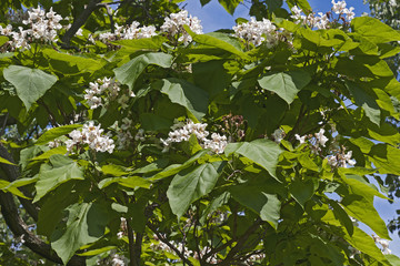 Northern catalpa (Catalpa speciosa). Called Hardy Catalpa, Western Catalpa, Cigar Tree and Catawba-tree also