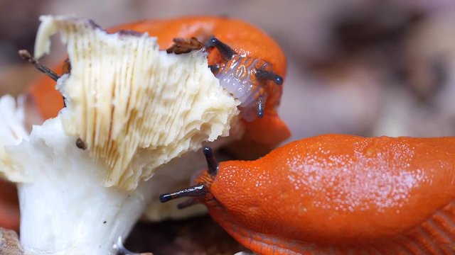 Schnecke frisst Pilz