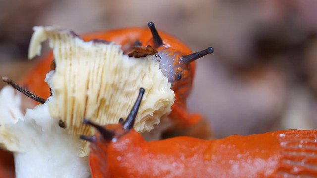 Schnecke frisst Pilz