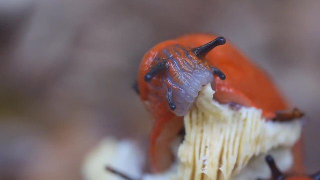 Schnecke frisst Pilz