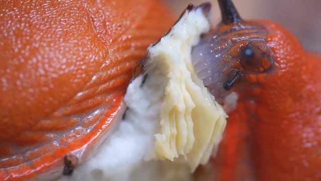 Schnecke frisst Pilz