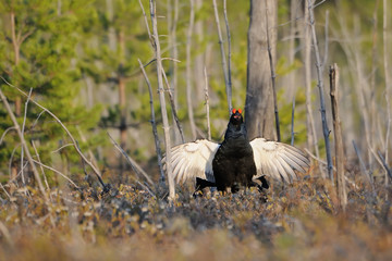 Jumping male Black Grouse at swamp courting place early in the m