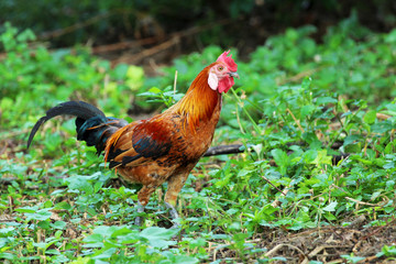 Image of cock in green field.