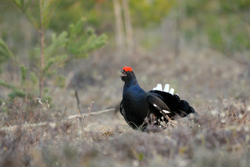 Male Black Grouse at swamp courting place early in the morning