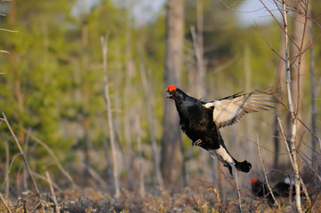 Jumping male Black Grouse at swamp courting place early in the m