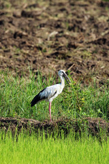 Fototapeta premium Image of stork on nature background