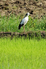 Image of stork on nature background