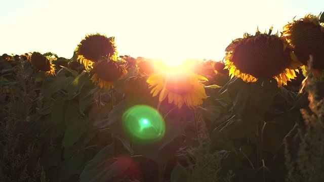 Flowering Sunflowers on a Background Sunset in Slow Motion 50p