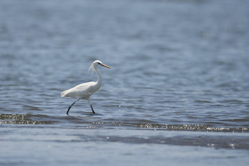 カラシラサギ(Chinese egret)