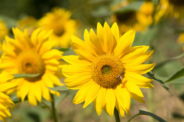 Obraz premium Sonnenblume mit Biene