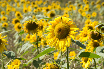 Fototapeta premium Sonnenblume im Feld