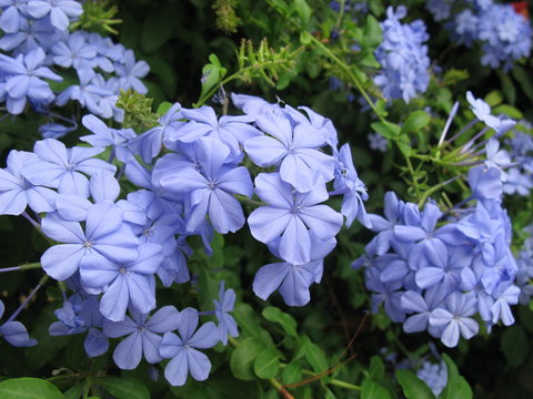 Fototapeta Синие цветы