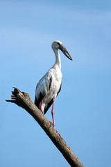 Image of stork perched on tree branch