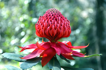 Red and magenta flower head of a native Australian protea, the Waratah (Telopea speciosissima), in the Australian bush. Floral emblem of the state of New South Wales.