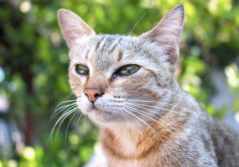 Fototapeta na wymiar Cat, grey with pitiable sad eyes. and colorful blur background.