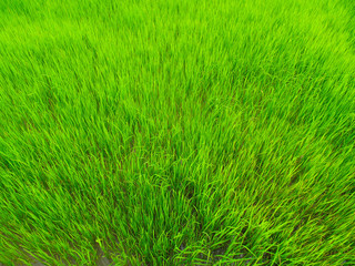 rice plant