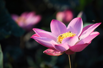 beautiful lotus flower