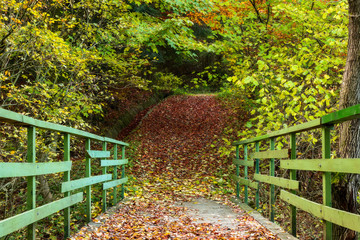 Green bridge in the autumn forest, a tourist route