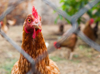 Free range chicken hen. 