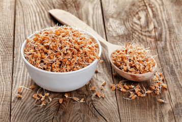 wheat sprouts in a bowl and spoon on the old board