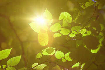 Fototapeta na wymiar Sun beams and green leaves