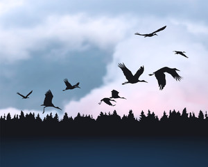 Stork birds silhuetes on sunrise cloudy sky
