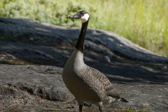 Single Canadian goose in summer
