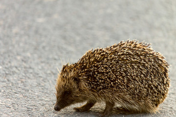 Young English hedgehog crossing the road
