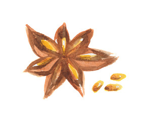 Watercolor star anise. Isolated spice on white background. Seasoning for meal or dessert.