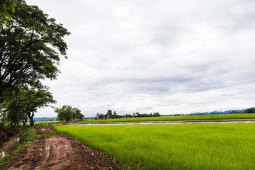 Fototapeta na wymiar Pathway to rice plantation with tree in morning white cloud