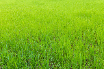 Background of green paddy rice field