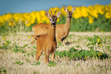 Roe deer on the golden wheat field